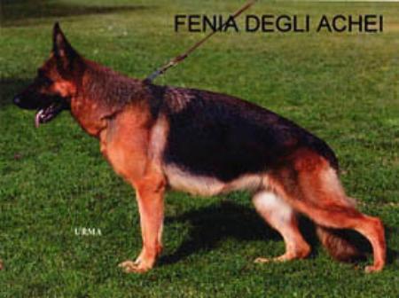 Fenia  I degli Achei