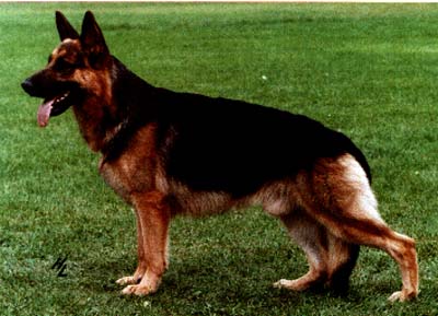 public/dog_images/272/9791.jpg