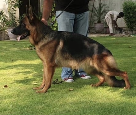Lili vom Bretta Kennel