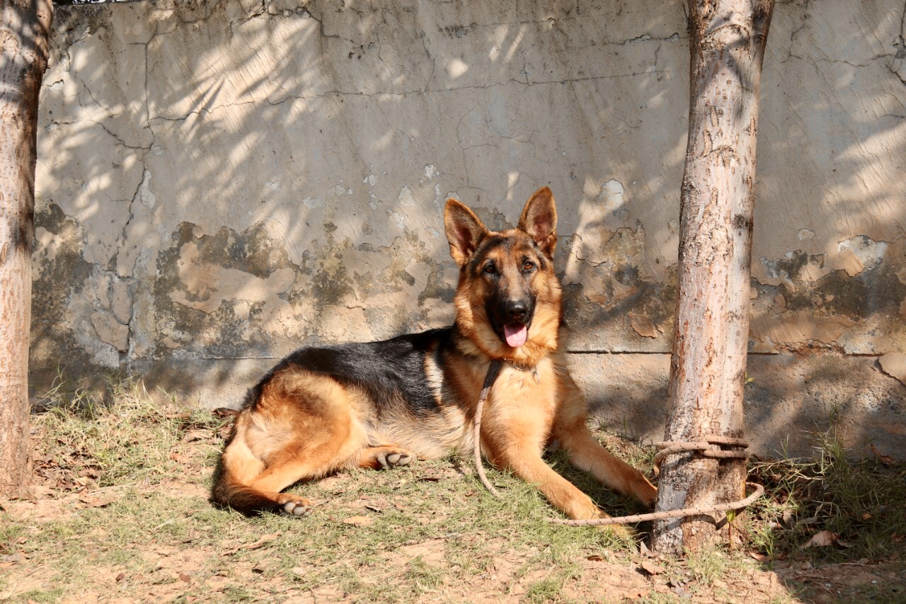 Xena von HKS