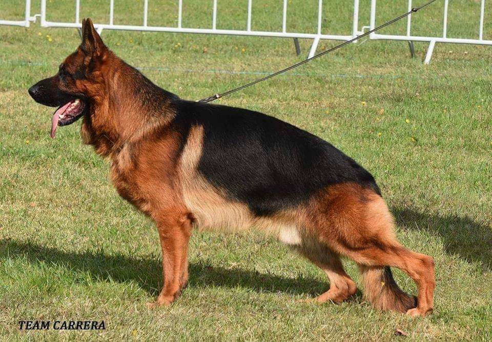 Ares Grunemont