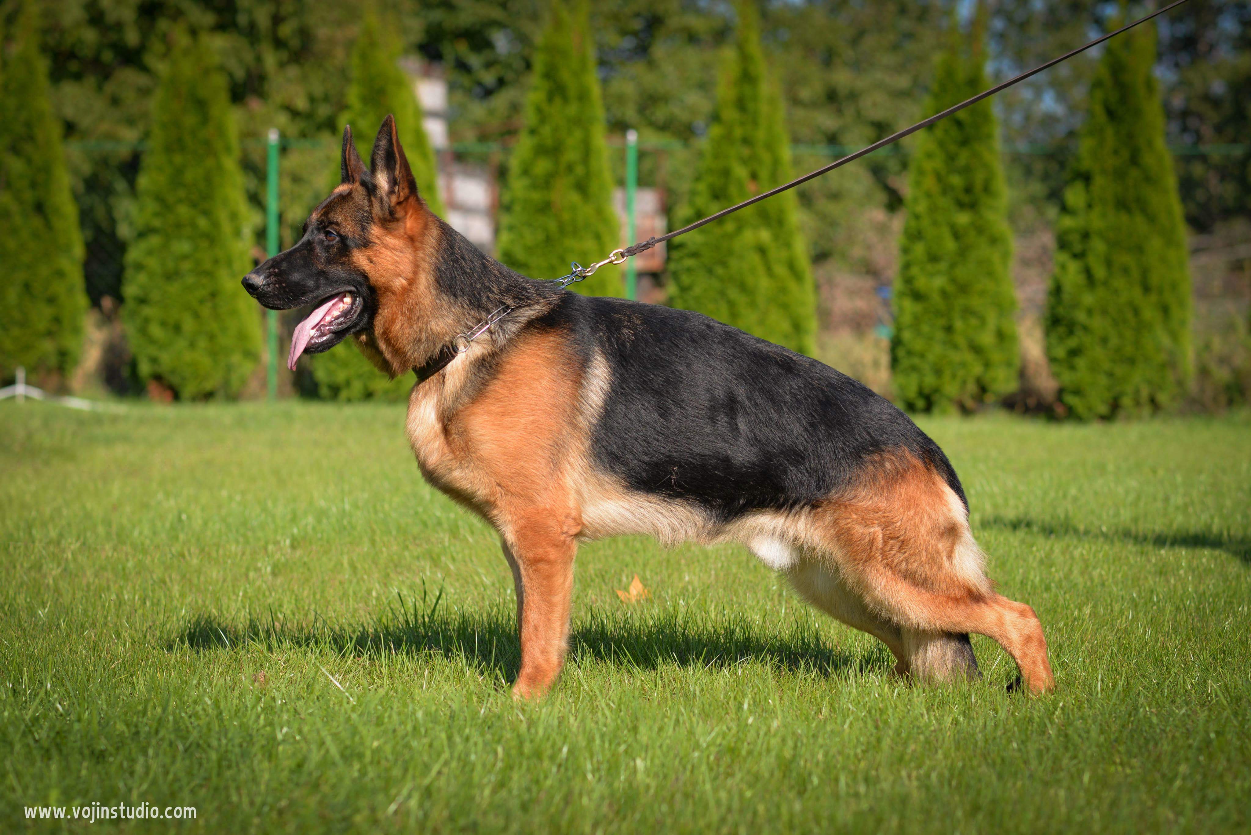 Ares von der Jugprom