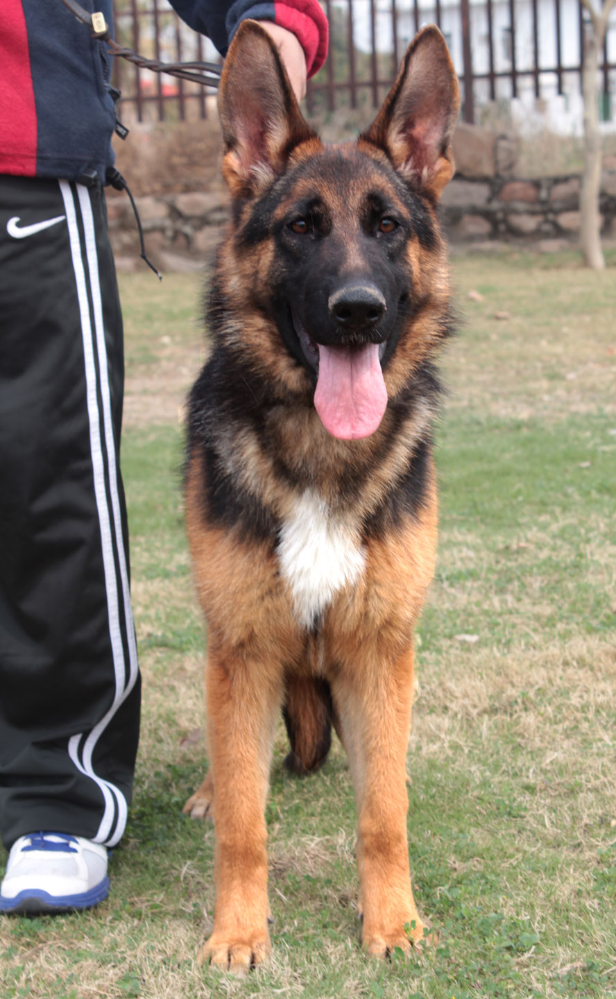 Dixie von HKS