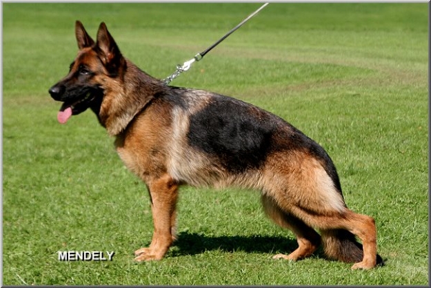public/dog_images/10545/elly.jpg