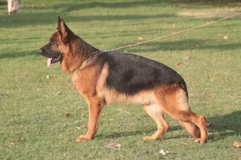 Feiko von Bad-Boll