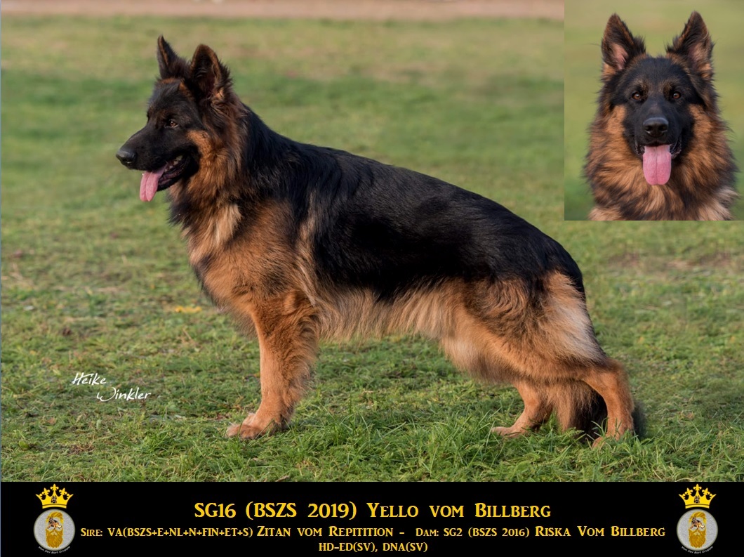 Yello vom Billberg