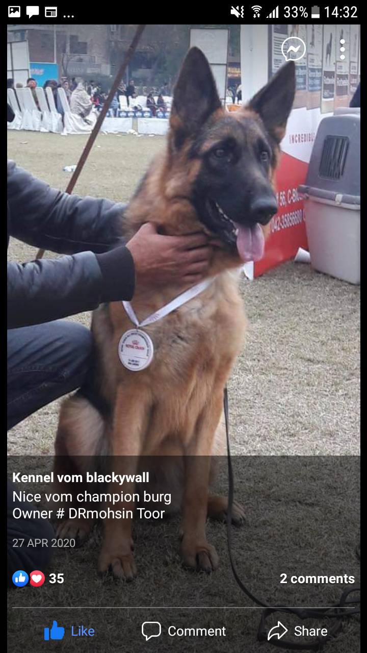 Nice vom Champion Burg