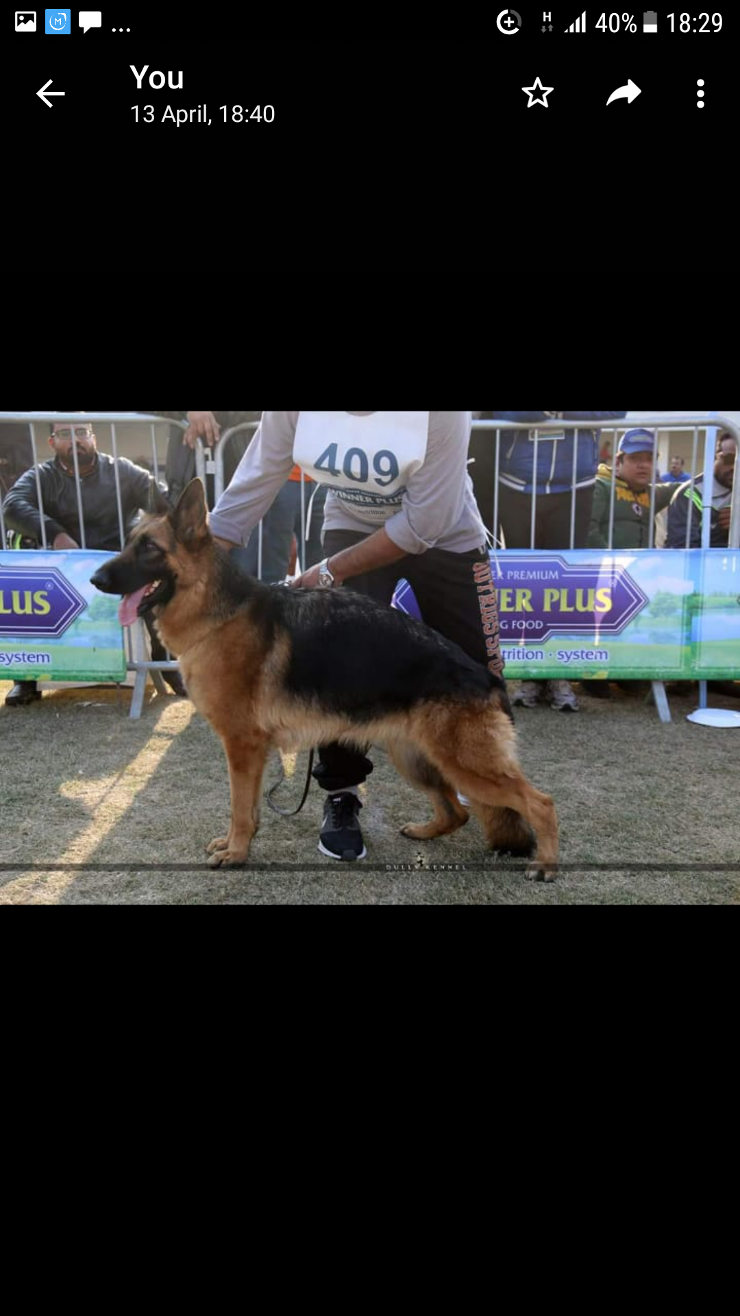 Nice vom Champion Burg